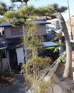 【植木の移植　名古屋市】　シンボルツリーは残したい